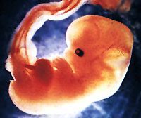 Embryo Human Neoteny
